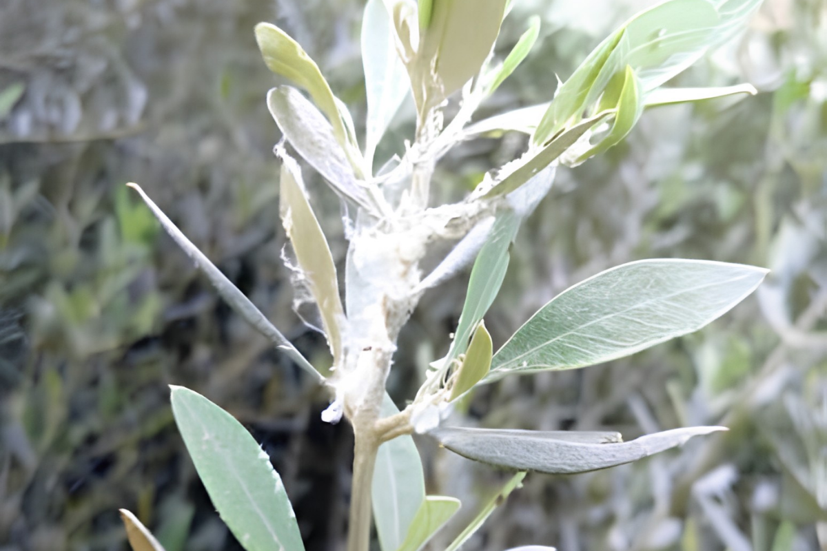 Olive psyllid symptoms.png